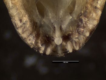 Media type: image;   Herpetology R-140032